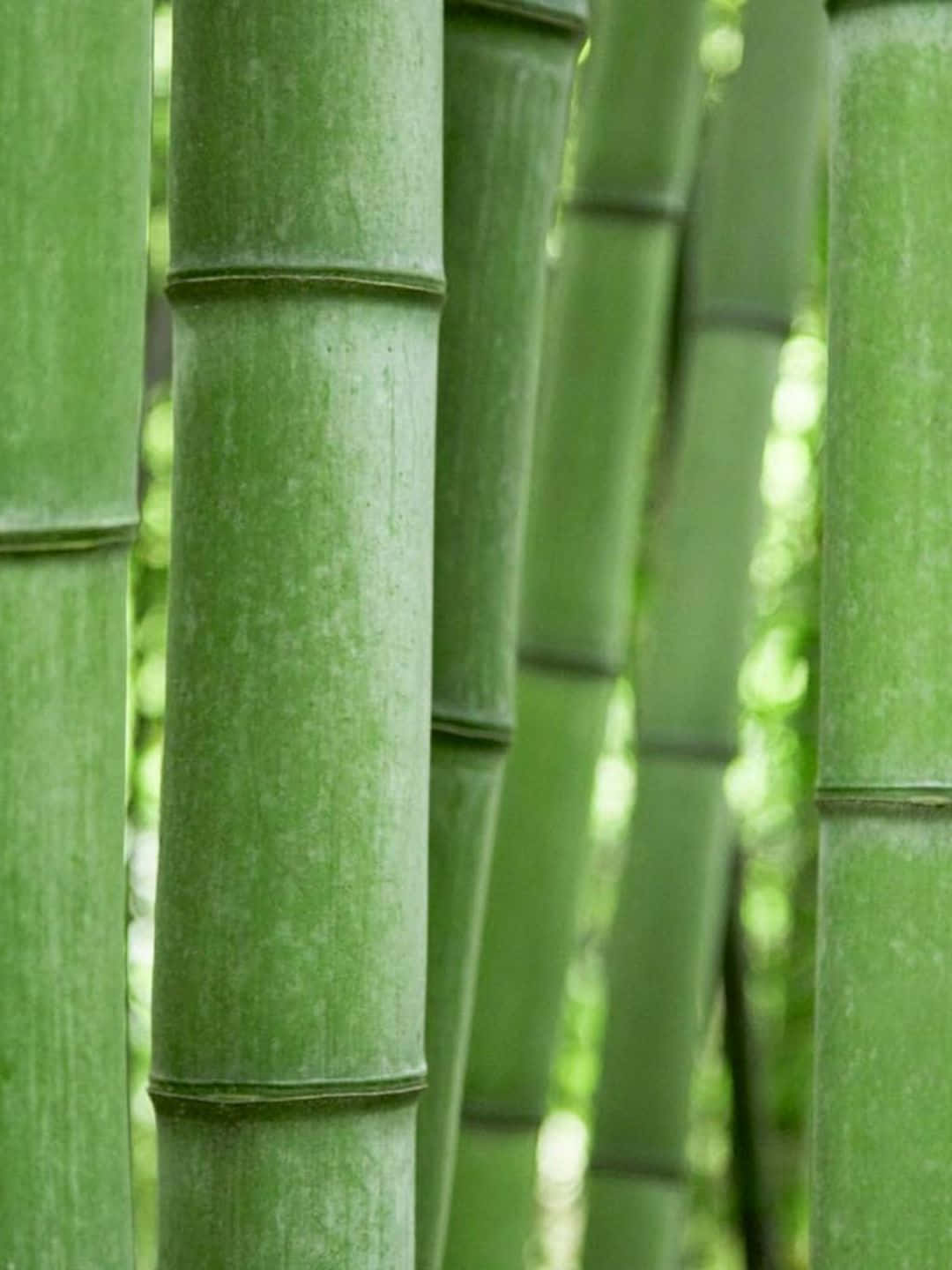 Fondode Pantalla De Bambú Con Manchas En Los Tallos A 1440p.