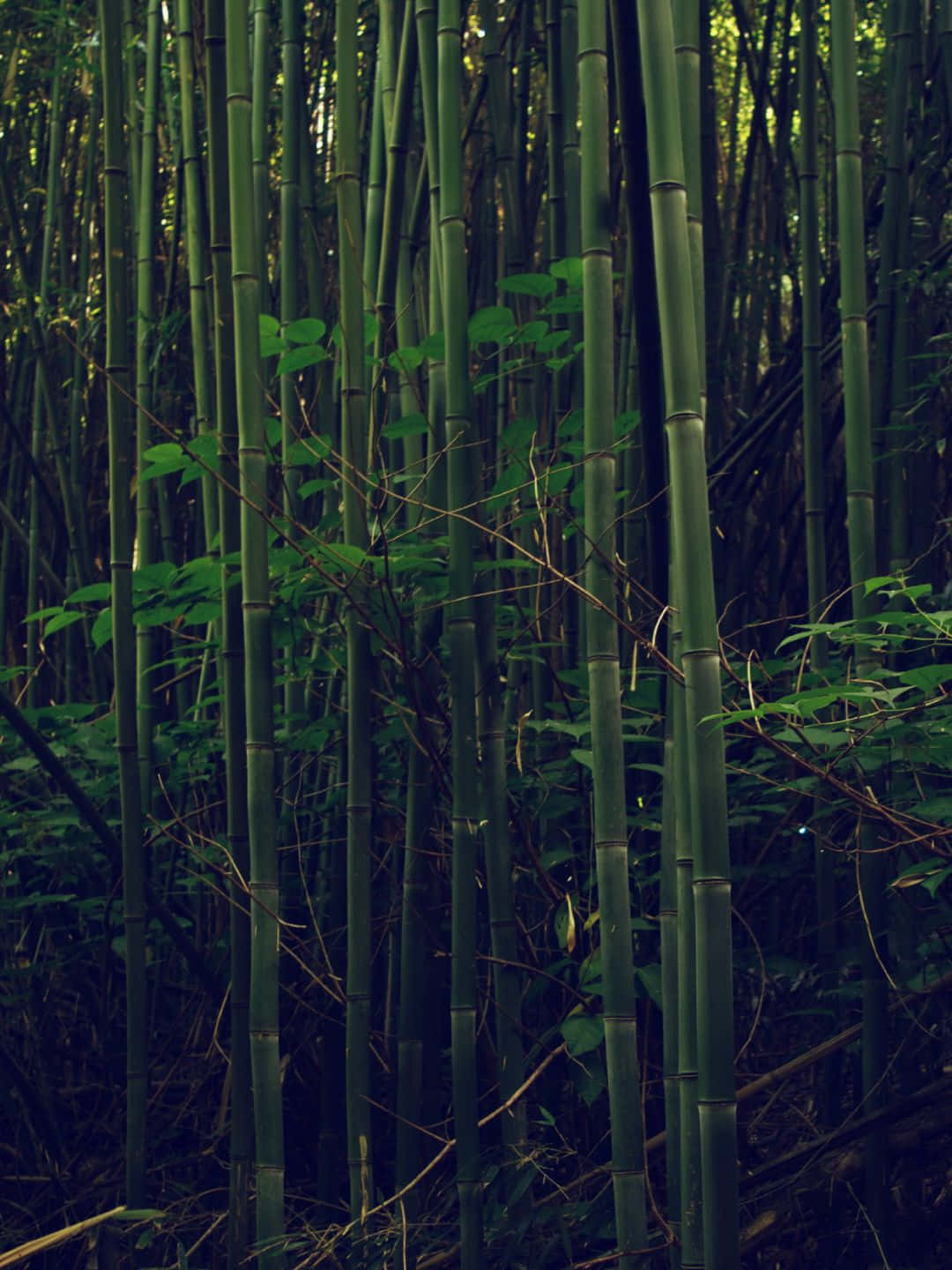 Fundode Tela De Bambu Em 1440p, Cercado Por Árvores De Bambu E Um Ambiente Escuro.
