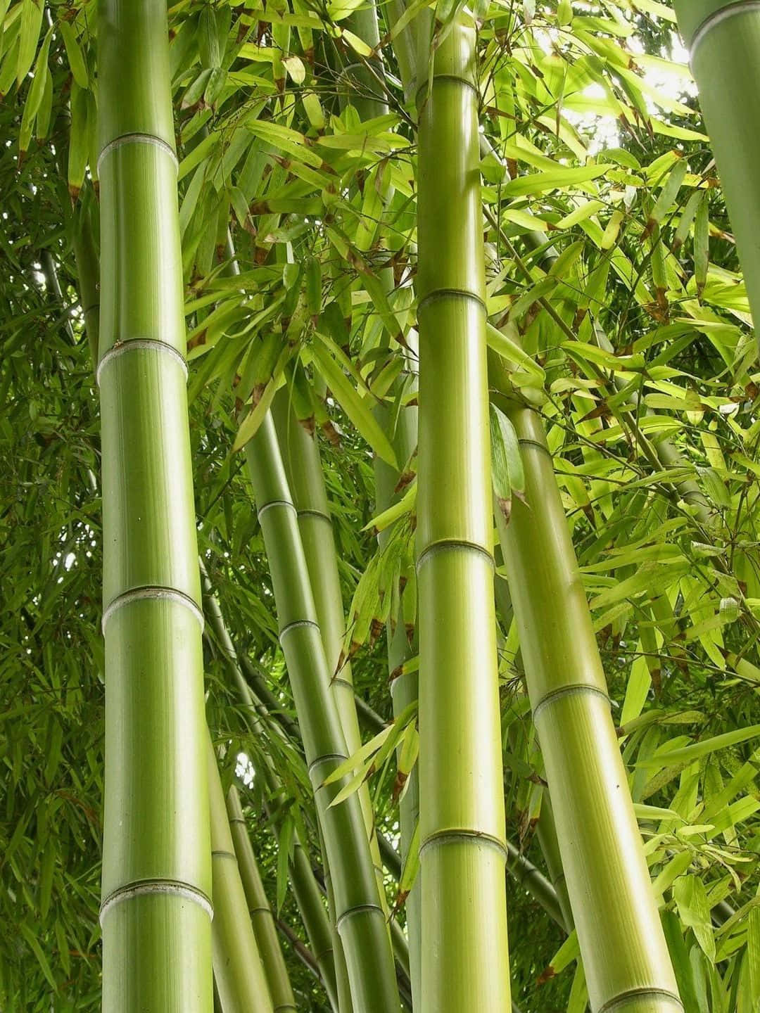 1440pfondo De Pantalla De Bambú - Árboles De Bambú De Color Verde Claro Con Hojas.