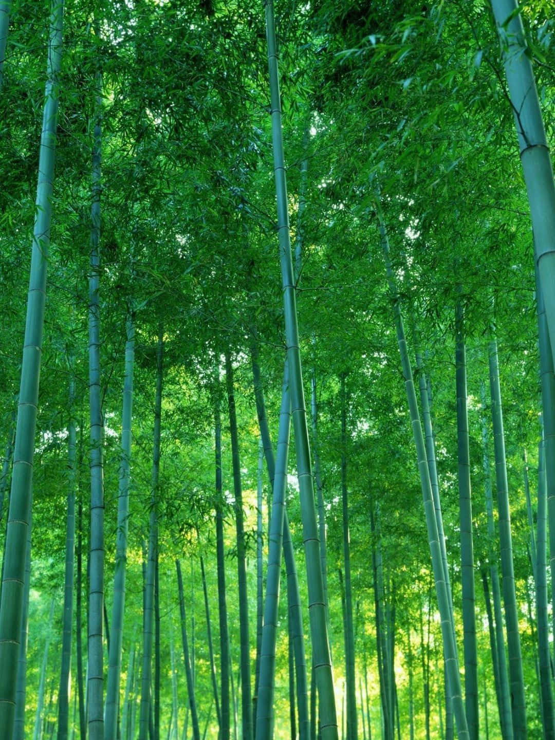 Fondode Pantalla De Bambú En 1440p Con Un Ambiente Oscuro Y Verde Vibrante.