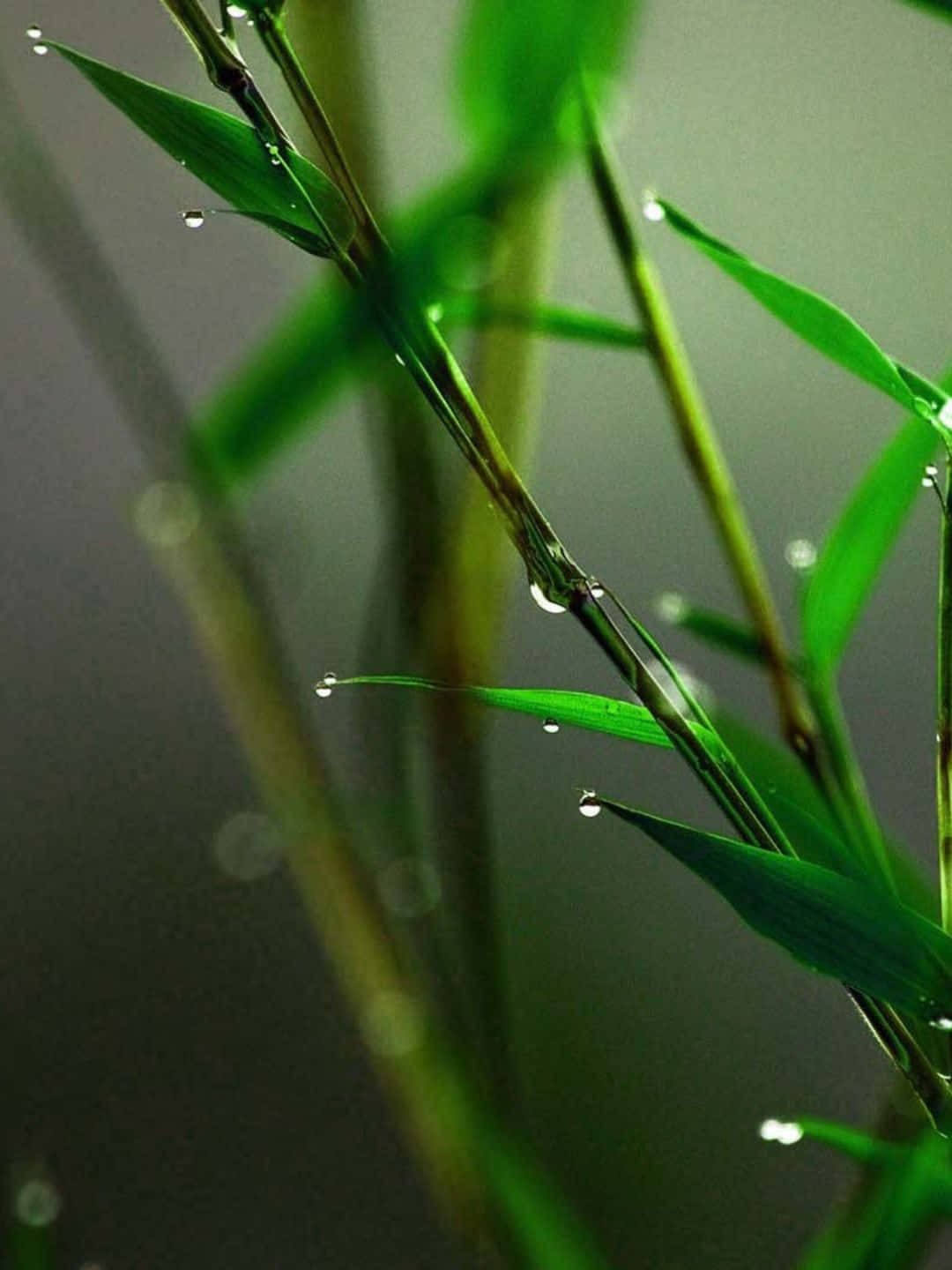 1440p Bamboo Background With Wet Moist Leaves