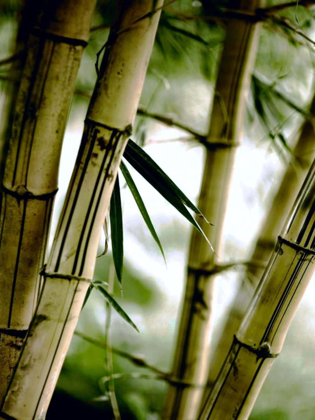 1440pbakgrundsbild Bambuljusbruna Stammar.