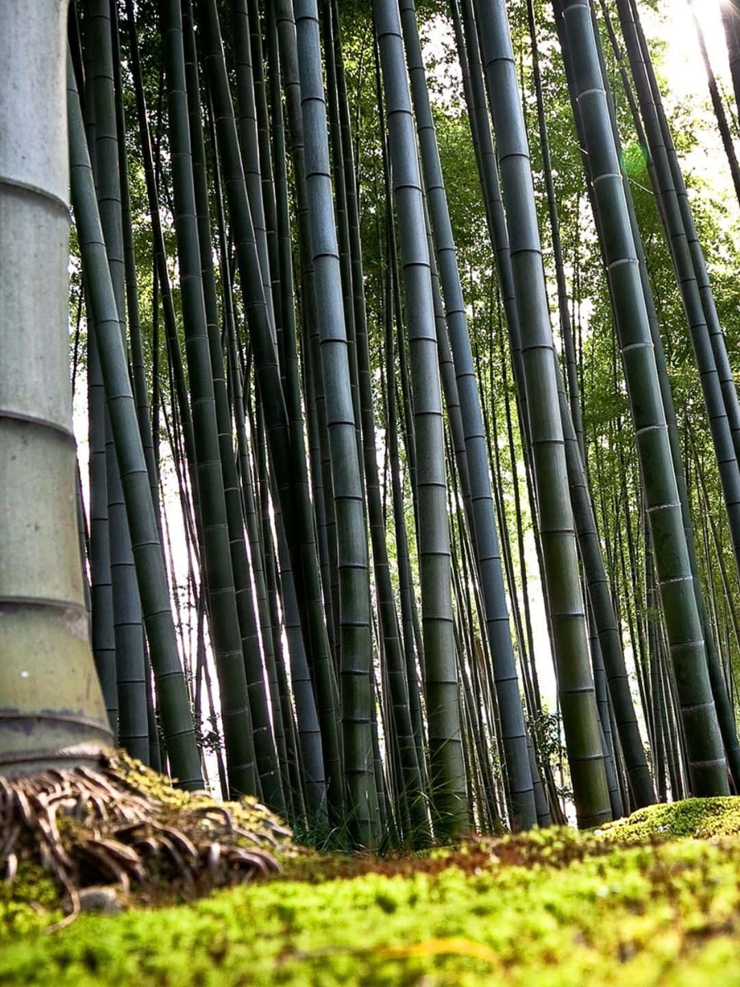 Sfondodi Bambù Scattato A Livello Del Suolo In Risoluzione 1440p.