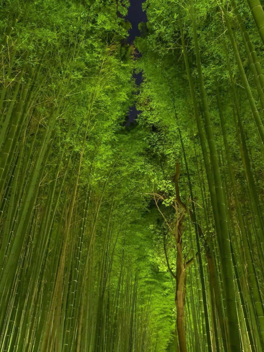 1440pbakgrundsbild Med Bambu Fotograferad På Nattetid.