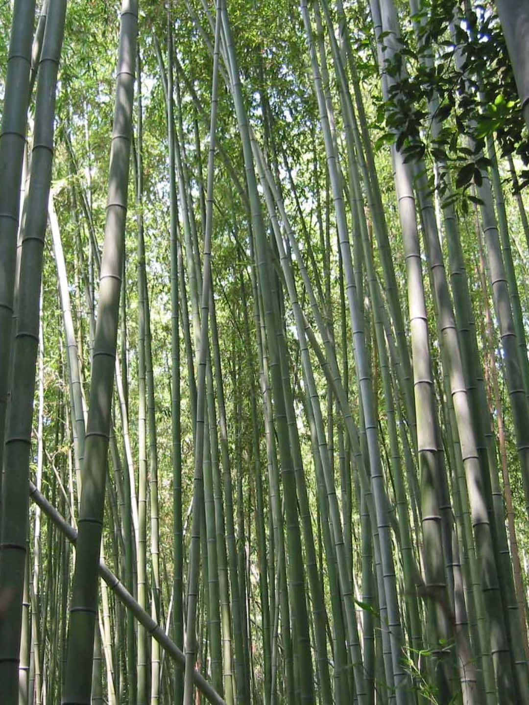1440p Bamboo Background Tall Bamboos Trees With White Stems