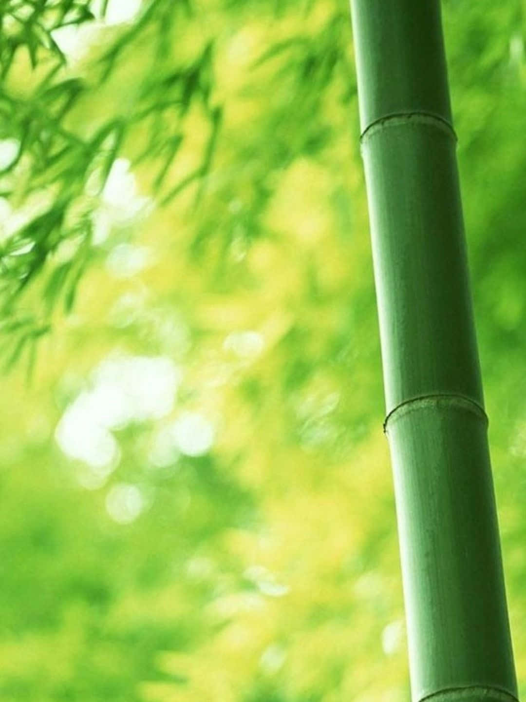 Fondode Pantalla De Bambú Con Árbol En 1440p Y Un Fondo Desenfocado.