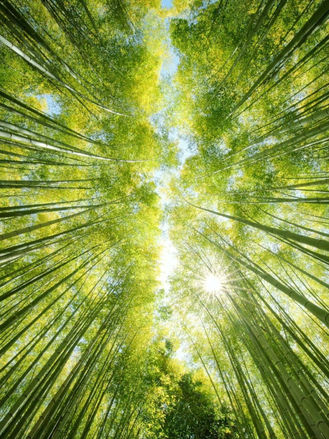 Sfondodi Bambù In Risoluzione 1440p Punto Di Vista Da Sotto In Su.
