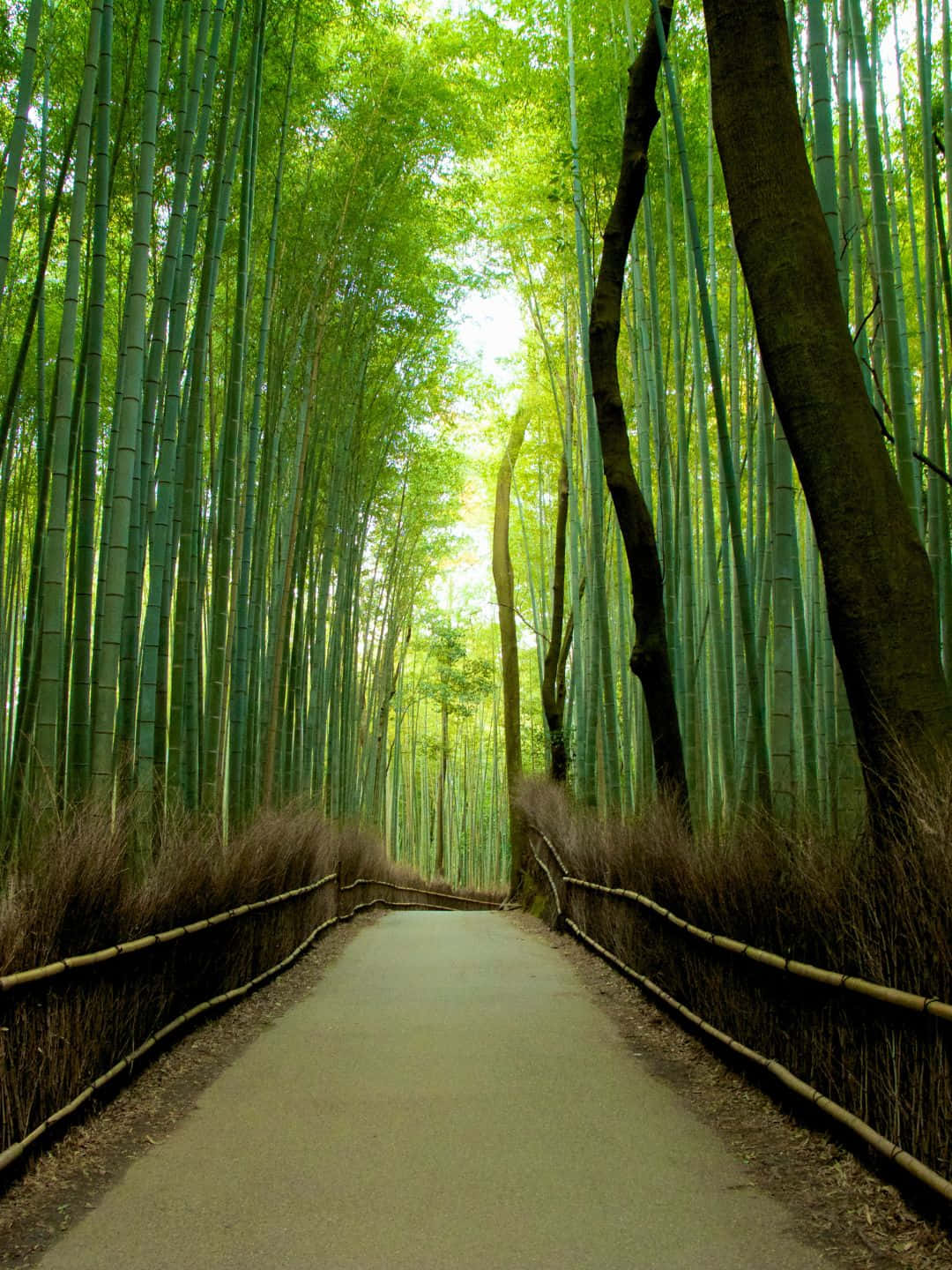 Sfondodi Bambù In 1440p. Strada Liscia Circondata Da Alberi Di Bambù.