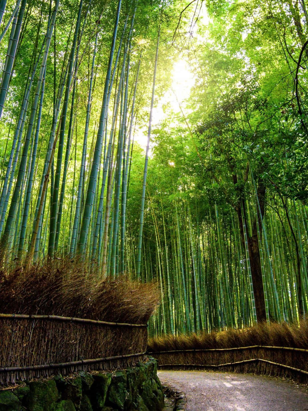 Fundode Tela De Bambu Em 1440p Com Uma Estrada Repleta De Árvores De Bambu.