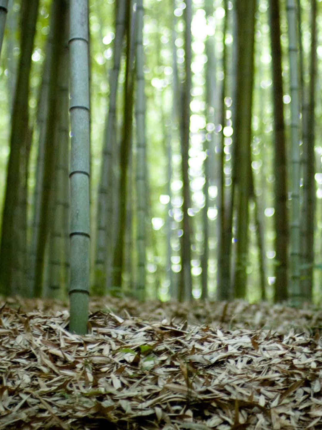 Fundode Tela Bambu 1440p Com Folhas Secas No Chão