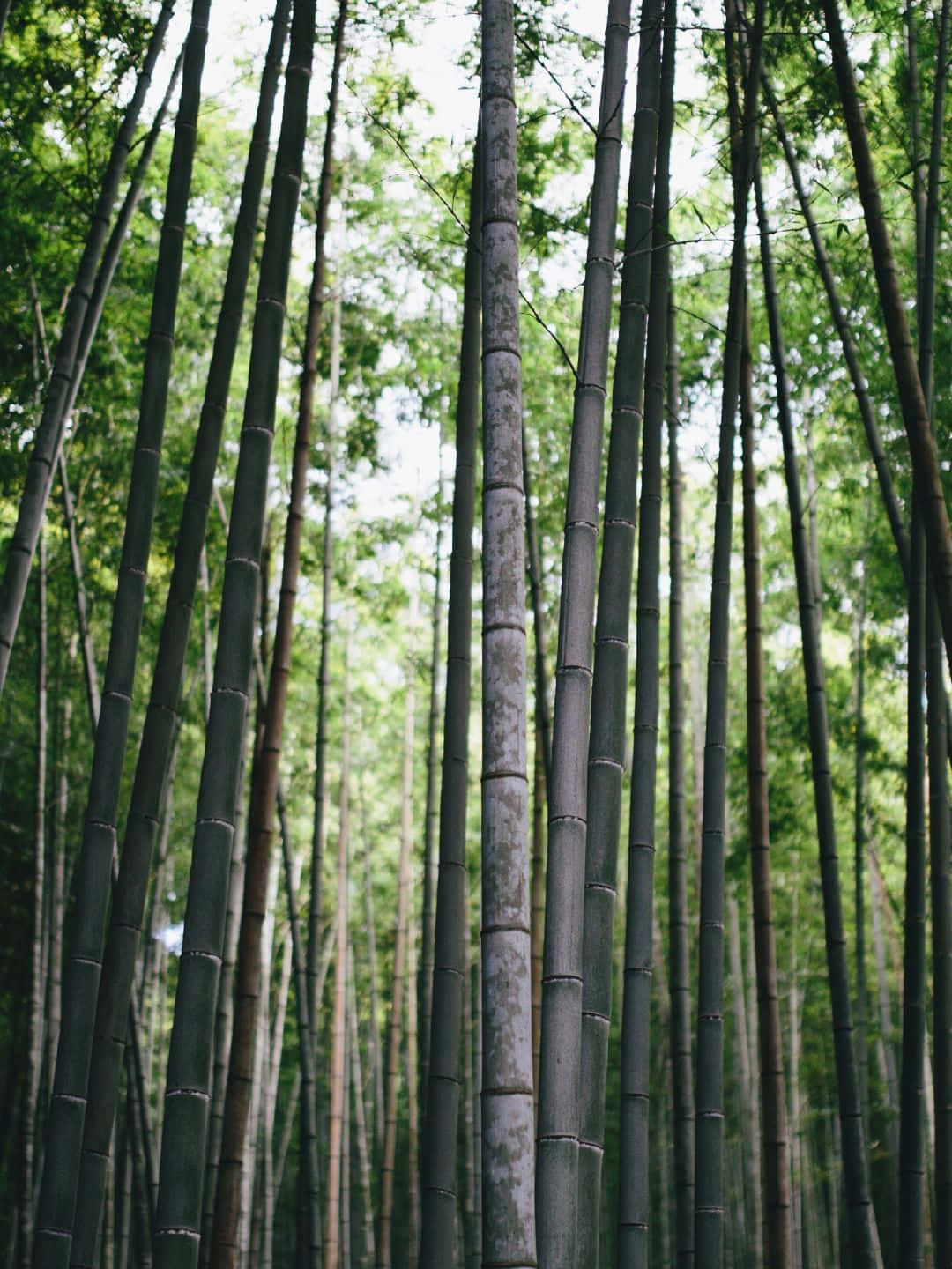 Fundode Tela De Bambu Estético Com Árvores De Bambu Em 1440p.