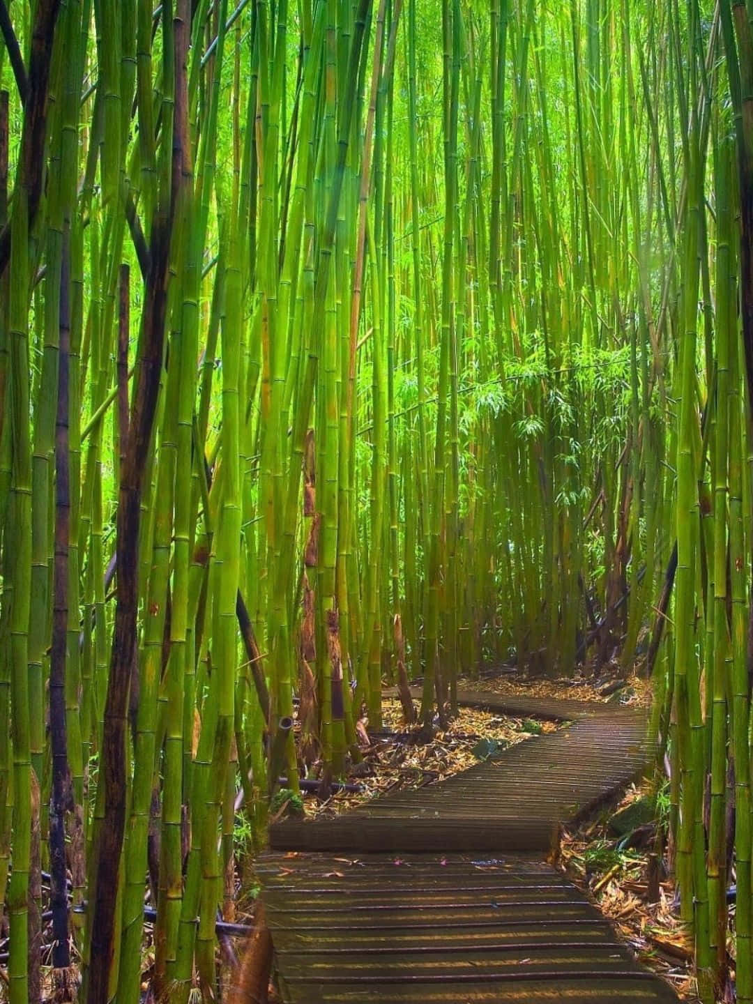 Sfondodi Bamboo In 1440p: Percorso Di Legno Circondato Da Alberi Di Bamboo