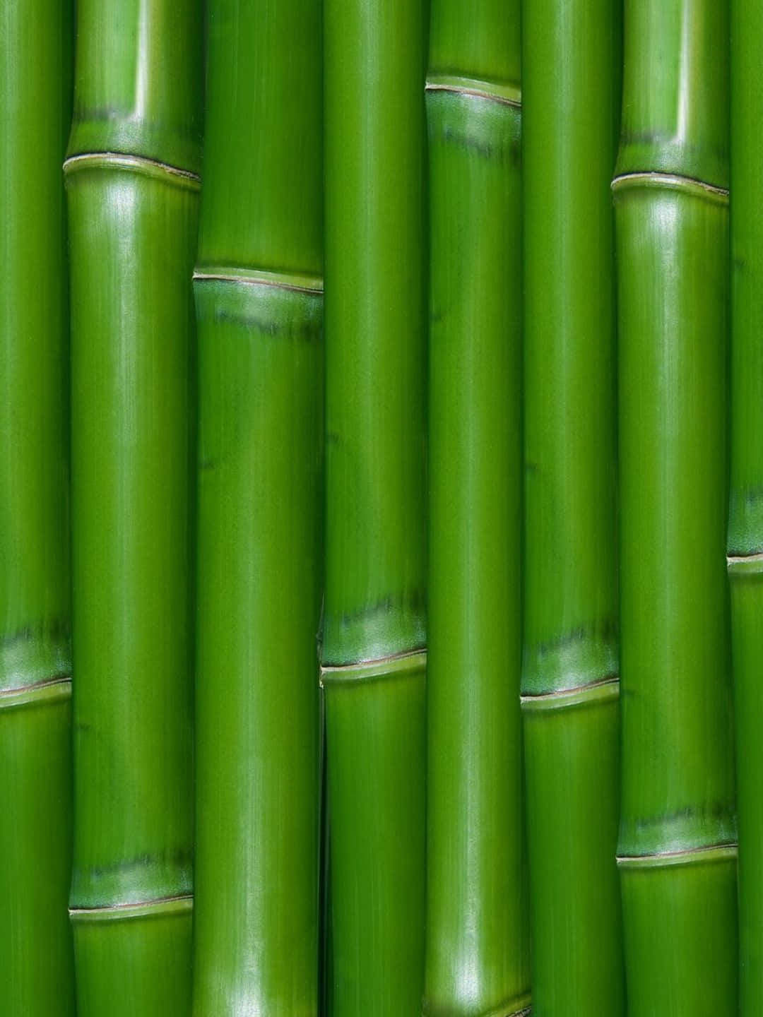 Fundode Tela De Bambu 1440p Com Caules Verdes Brilhantes.