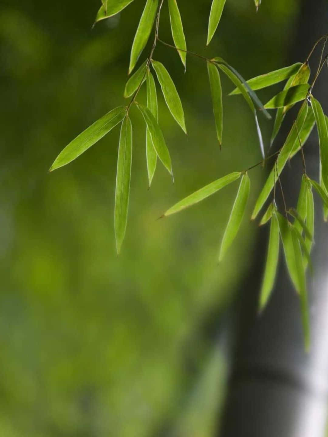 1440p Bamboo Background Leaves With Blurry Backdrop