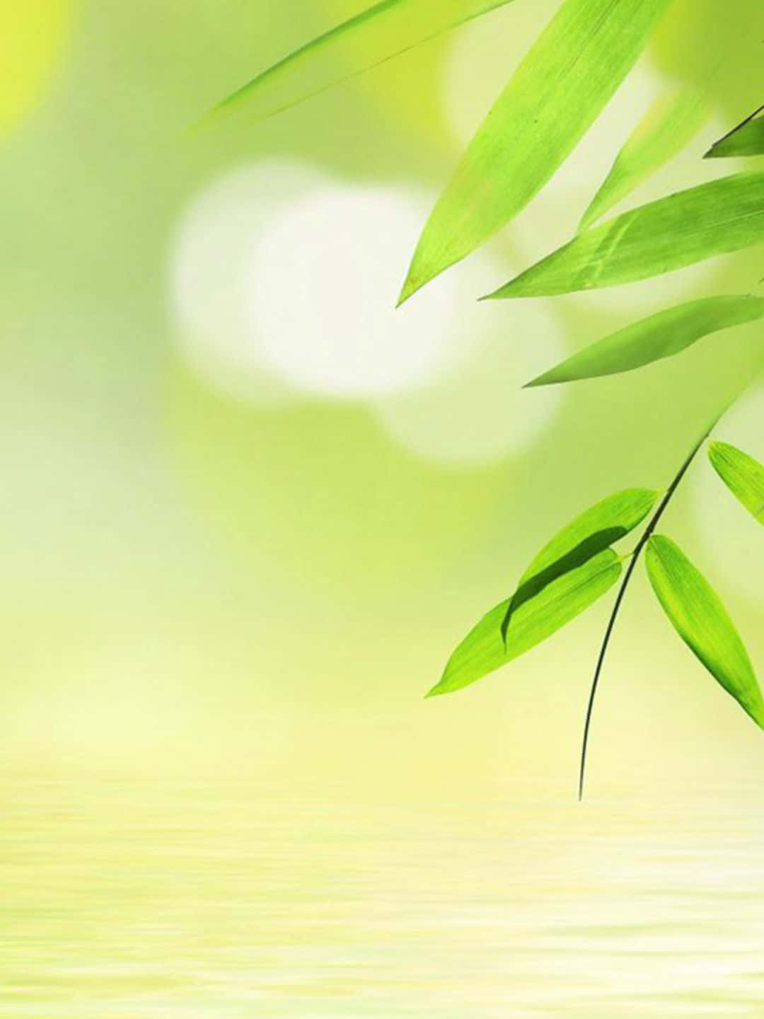 1440p Bamboo Background Leaves With A Bright Backdrop