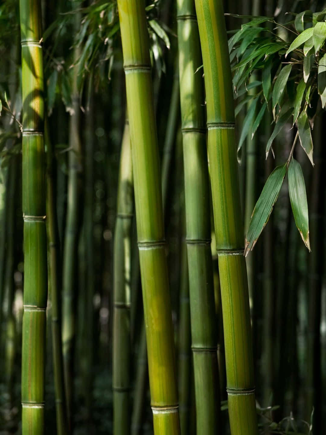 Sfondodi Bambù 1440p Con Steli E Foglie Molto Scuri Di Colore Verde