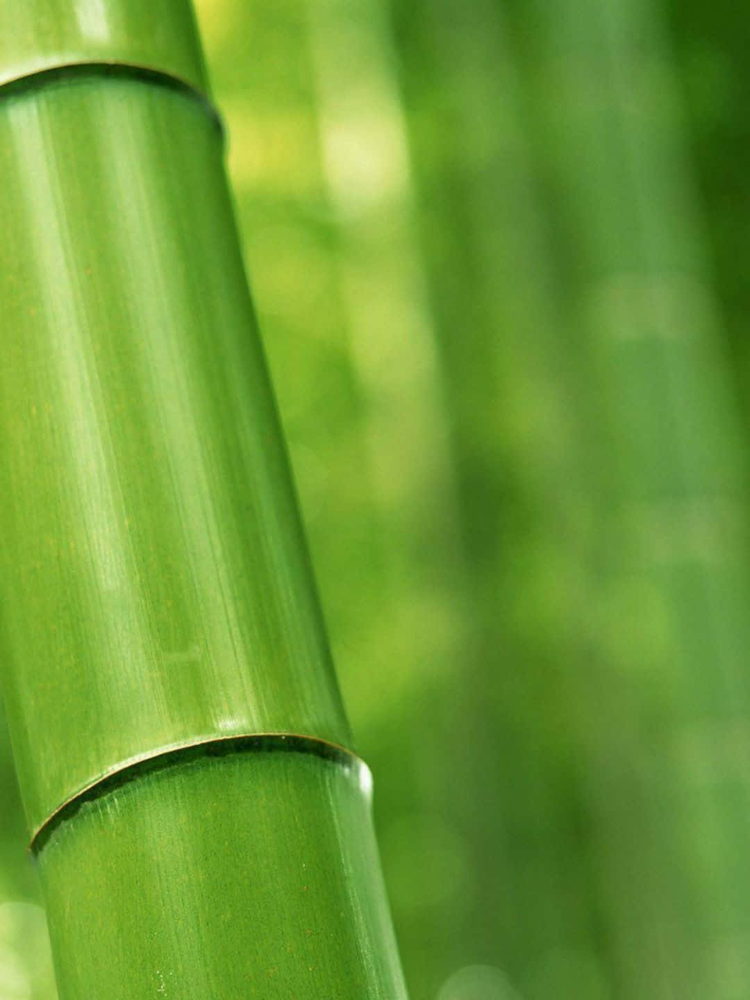 Sfondodi Bambù In 1440p Con Stelo Di Bambù Riflettente.