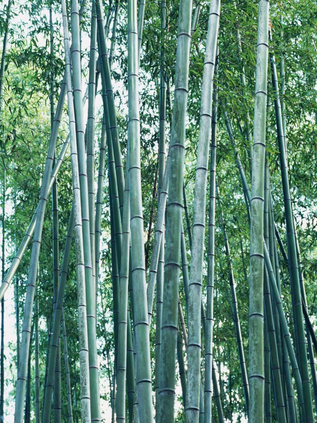 Fundode Tela De Bambu Em 1440p Com Árvores De Bambu E Hastes Cinzas.