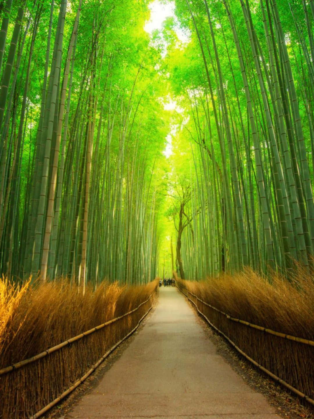 Sfondodi Bambù In 1440p, Con Percorso Ben Definito Tra Gli Alberi Di Bambù.