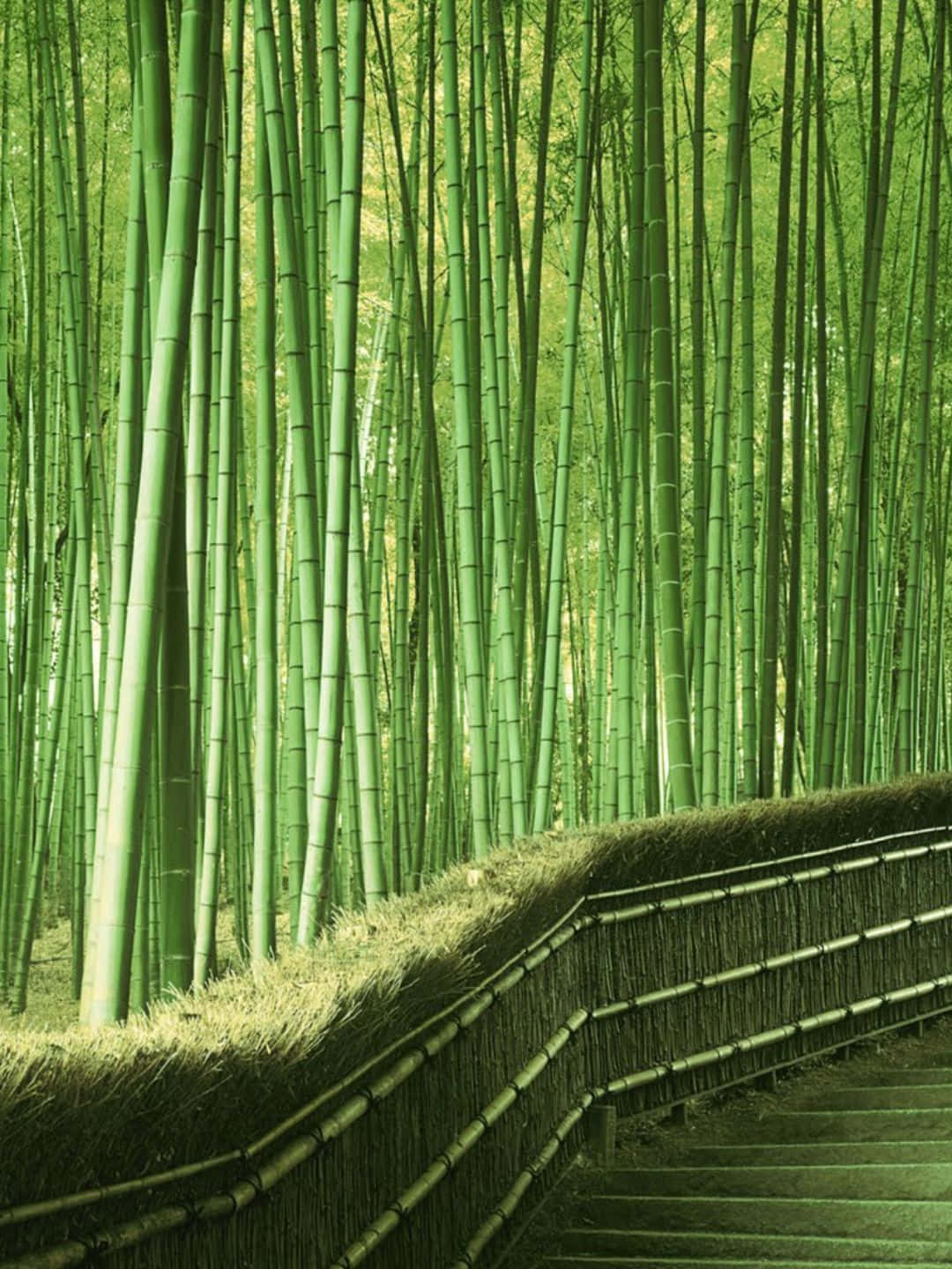 1440p Bamboo Background Staircase