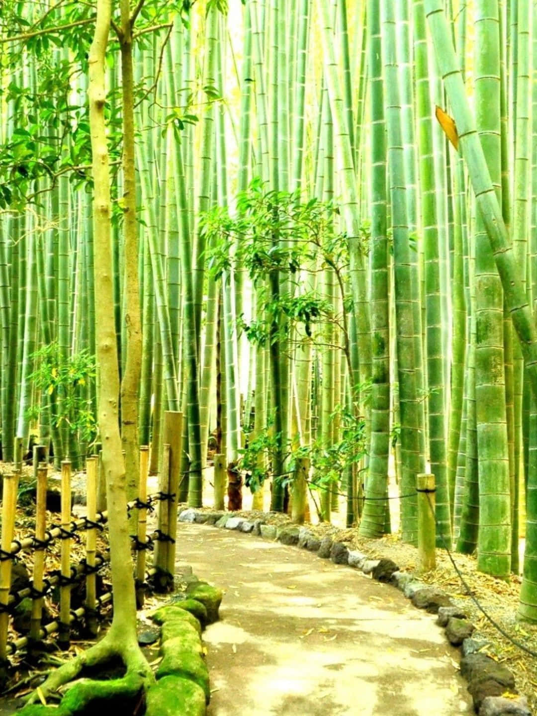 1440psfondo Di Bambù Strada Dura E Pulita