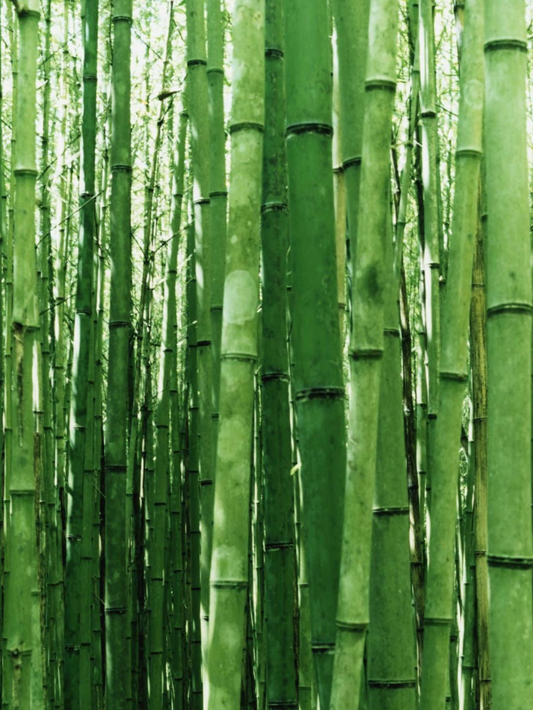 Fondode Pantalla De Bambú En 1440p Con Tallos Verdes Claros Con Manchas.