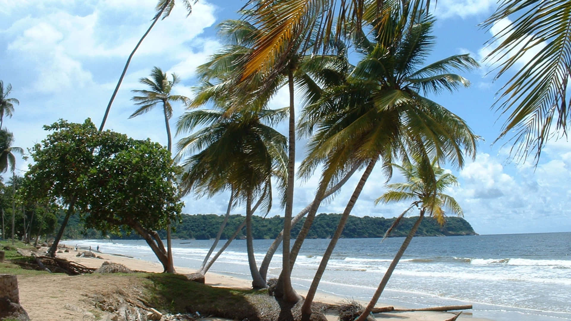 A peaceful beach scene with palm trees silhouetted against a turquoise sky