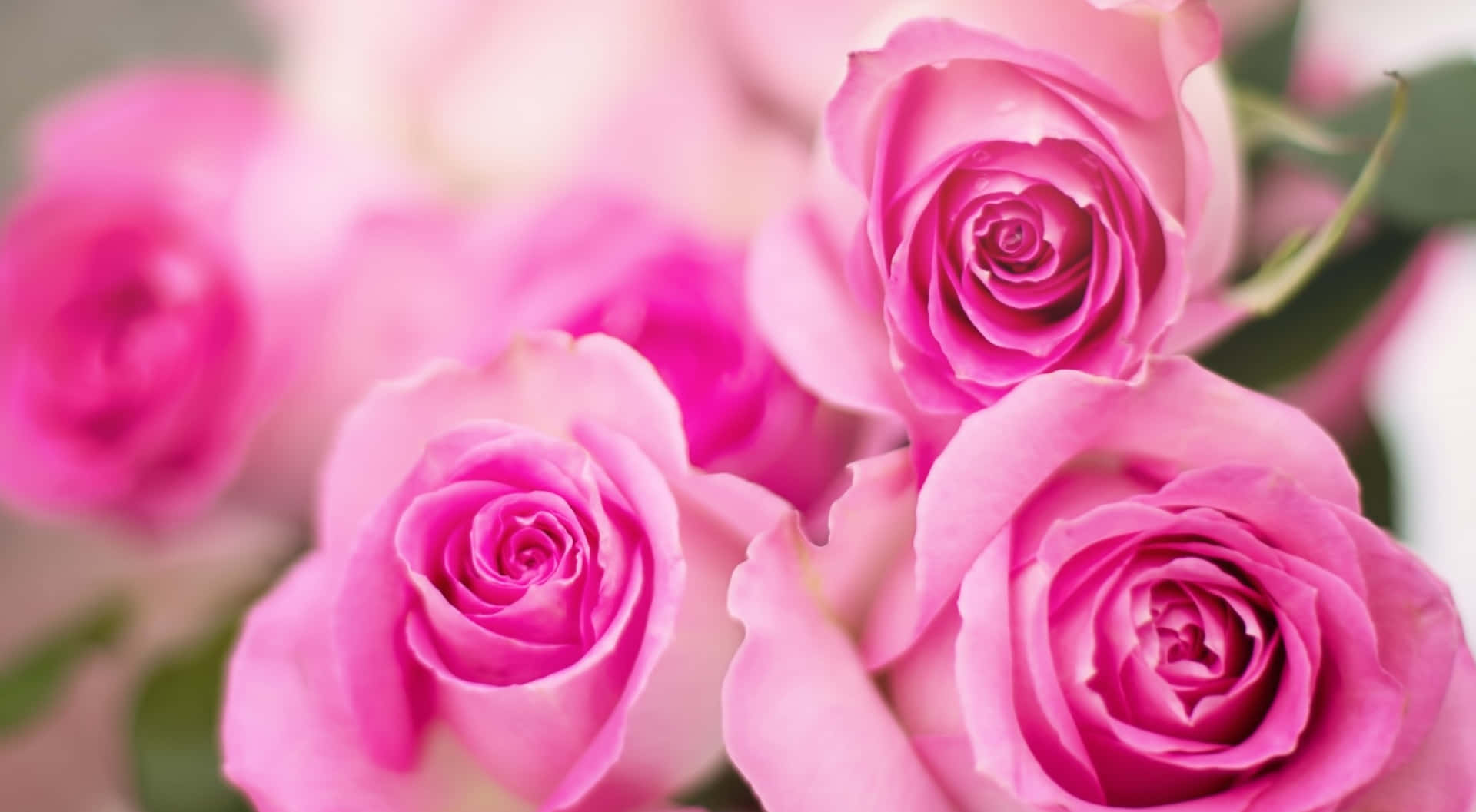 1440p Roses Background 2551 X 1405