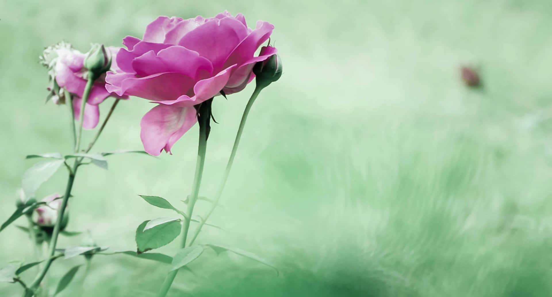 1440phintergrund Mit Pinken Gartenrosen