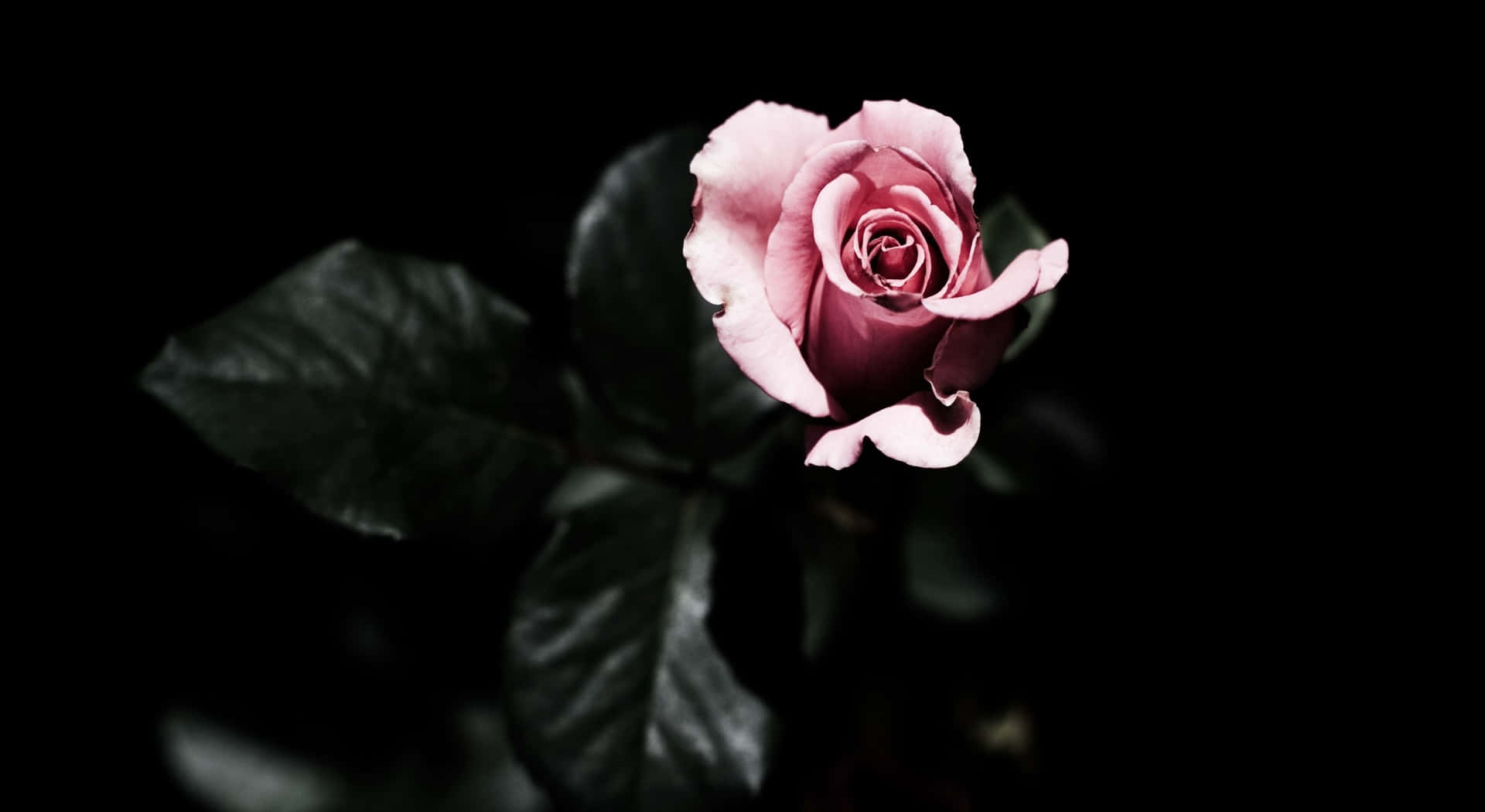 1440p Rose With Dark Leaves Background