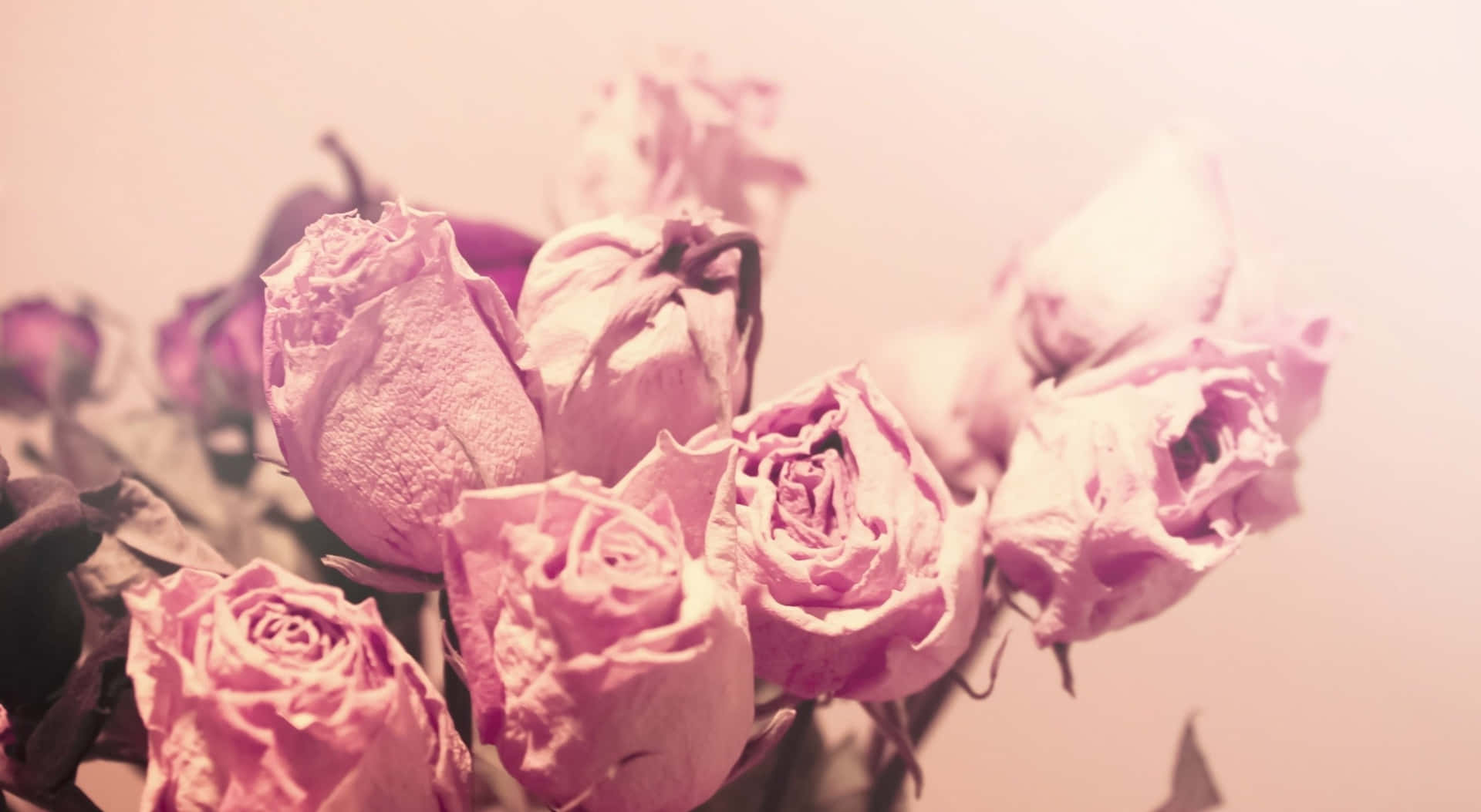 1440p Pink Æstetisk Fade Roses Baggrundsdesign