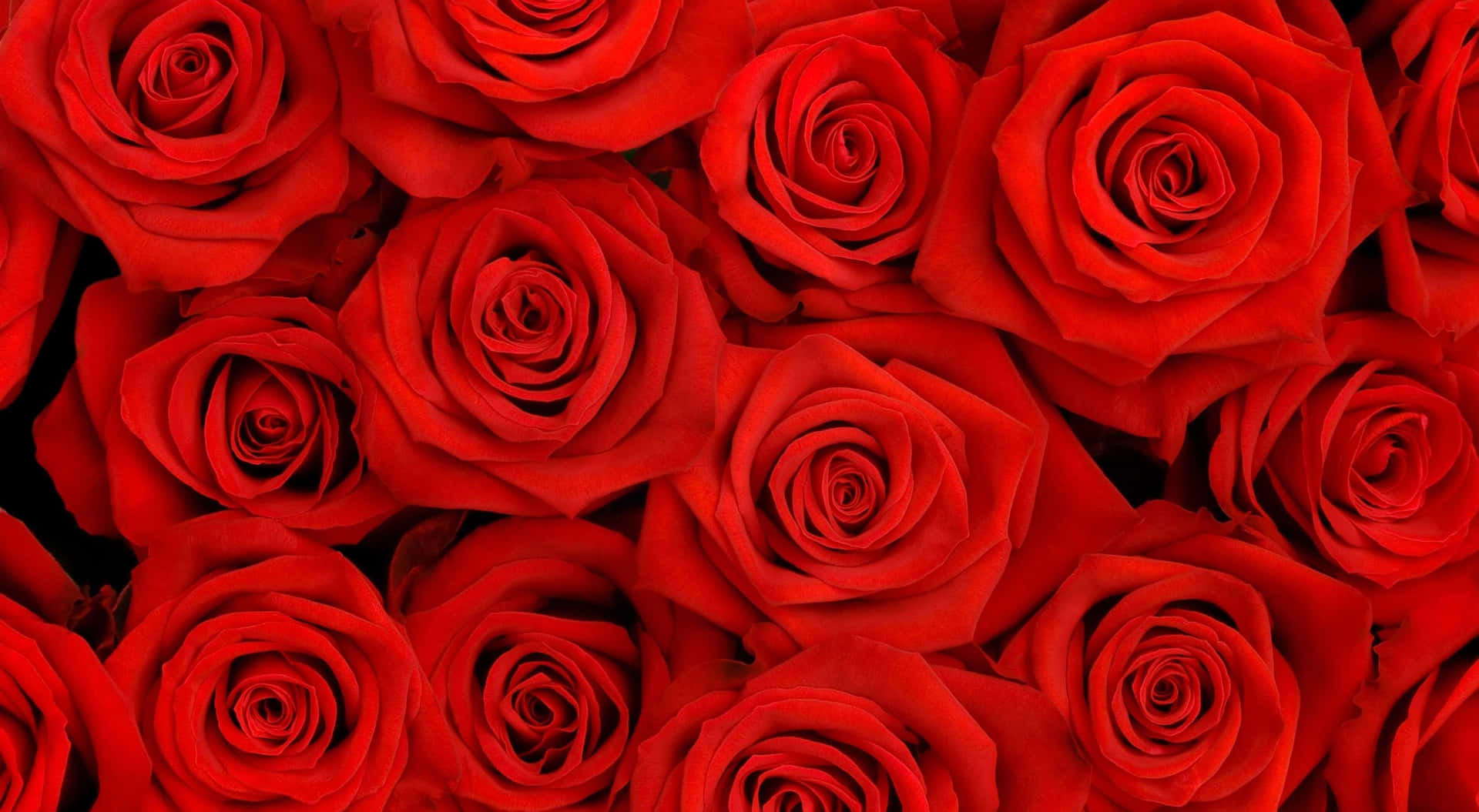Fundode Tela De Rosas Vermelhas Brilhantes Em Top View Em Resolução 1440p.