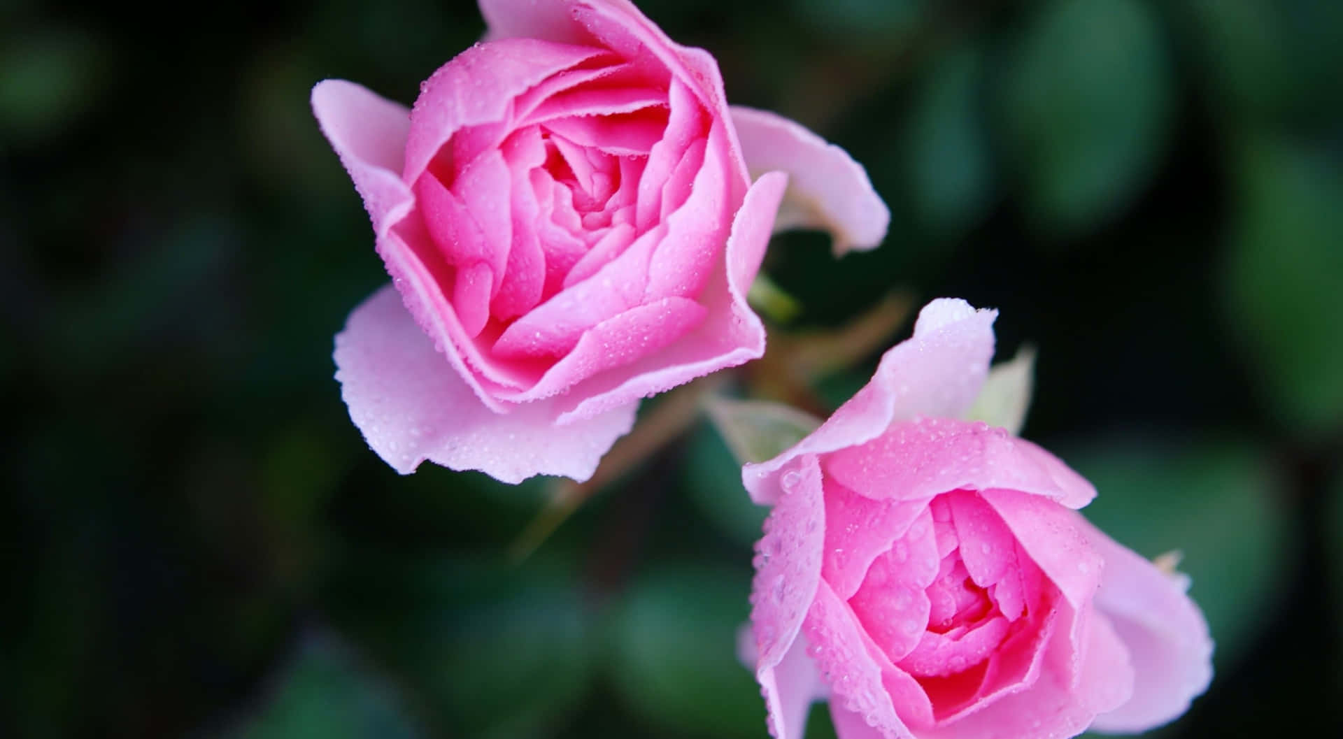 Sfondocon Due Rose Rosa In Formato 1440p