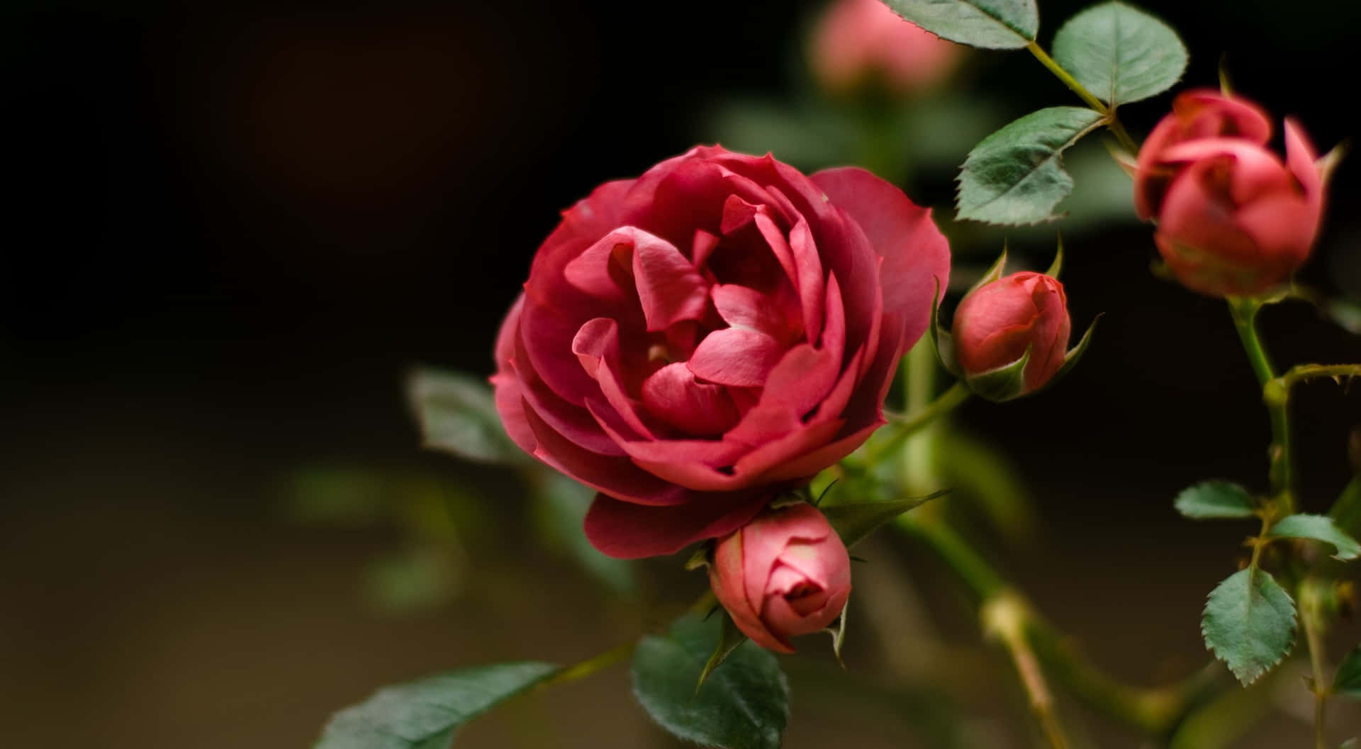 1440pbakgrund Med Briar-rosor I Rött