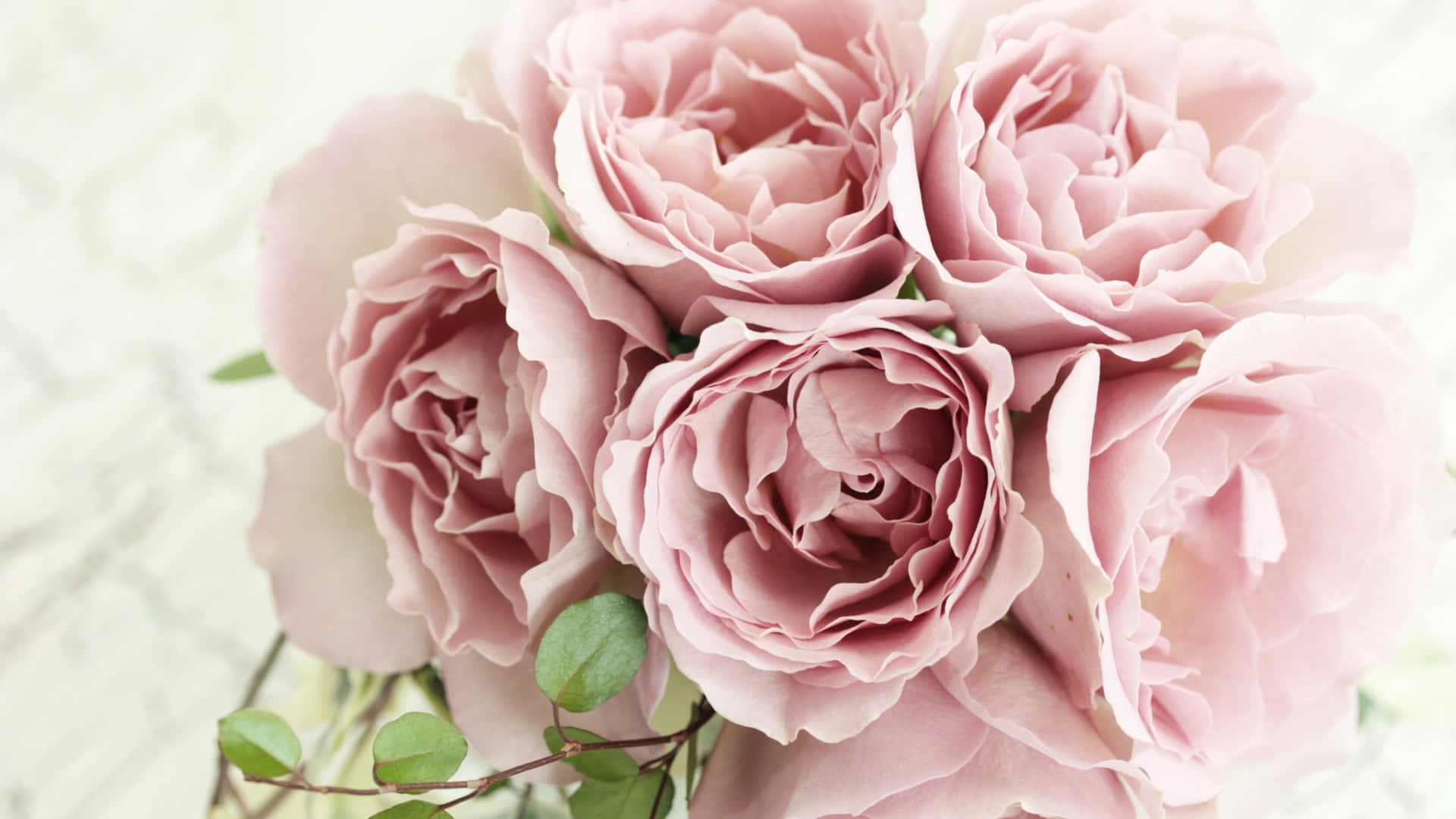 1440phintergrund Mit Einem Bouquet Aus Blassrosa Rosen