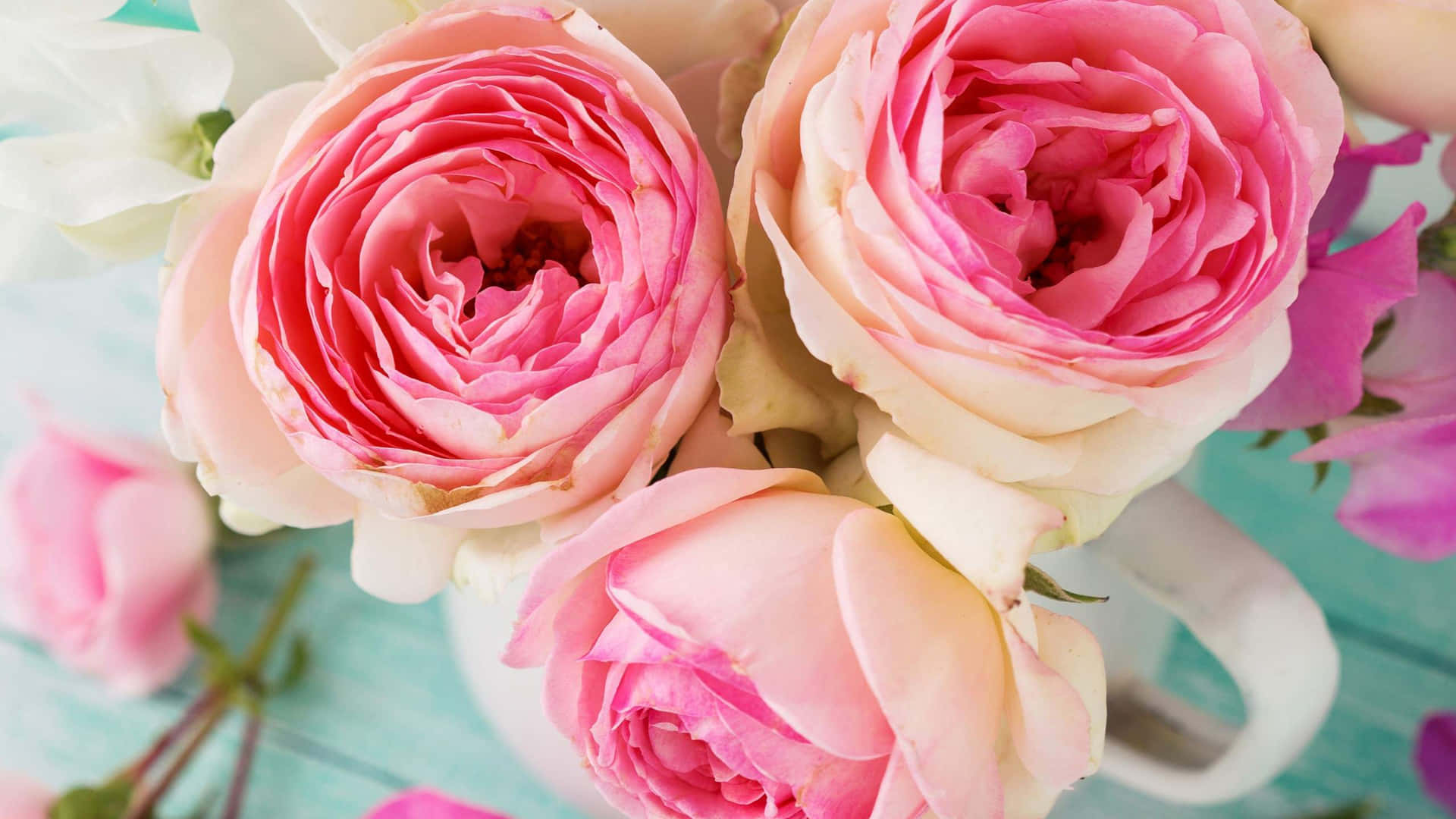1440peden Pink Rosen Hintergrund