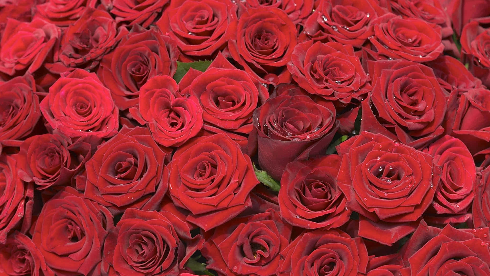1440promantischer Hintergrund Mit Roten Rosen