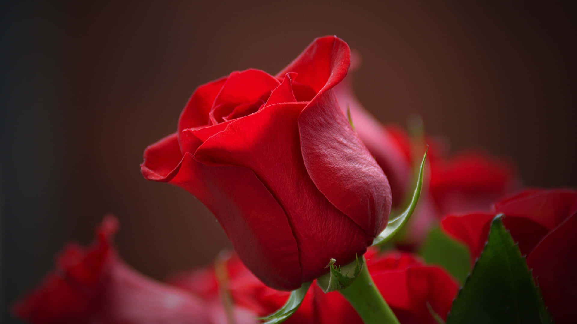 Caption: Romantic 1440p Roses in Full Bloom
