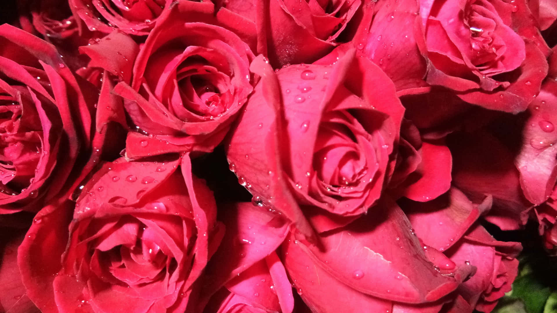 1440p Roses With Droplets Under Sunlight Background