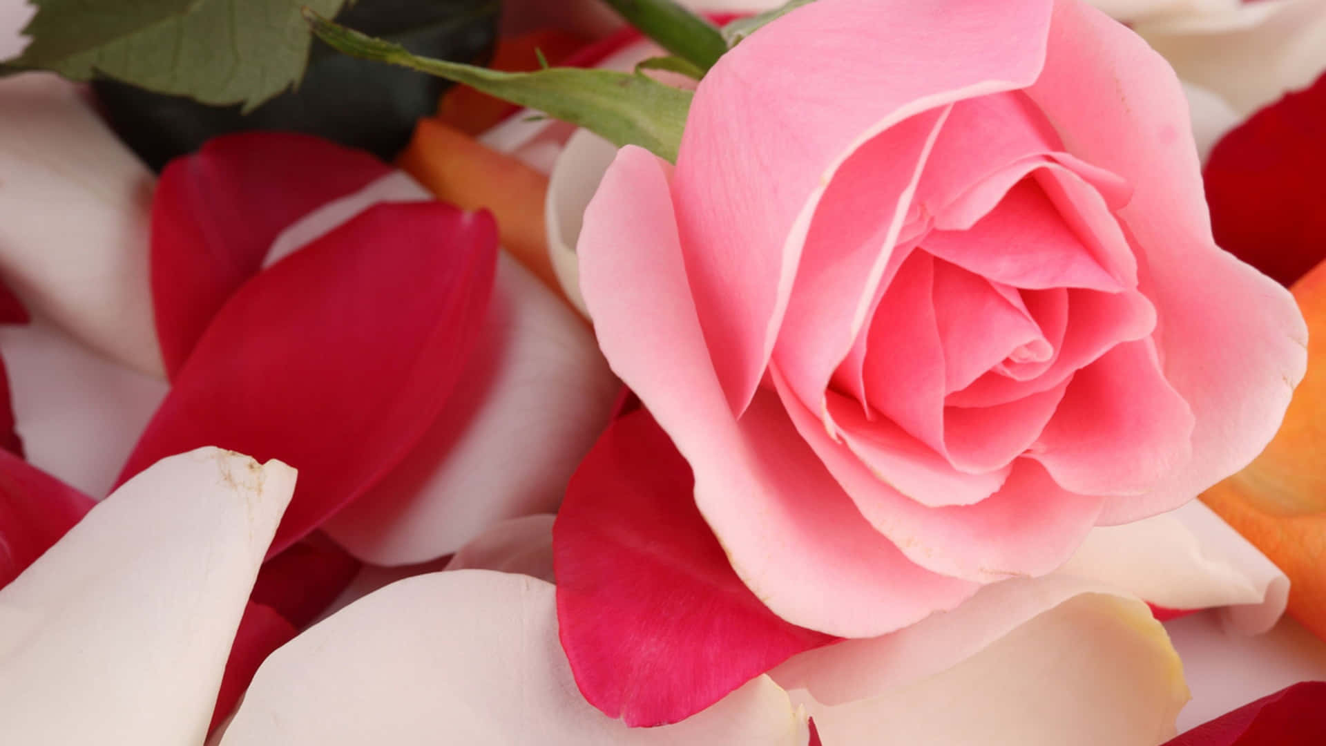 1440p Single Pink Rose On Petals Background