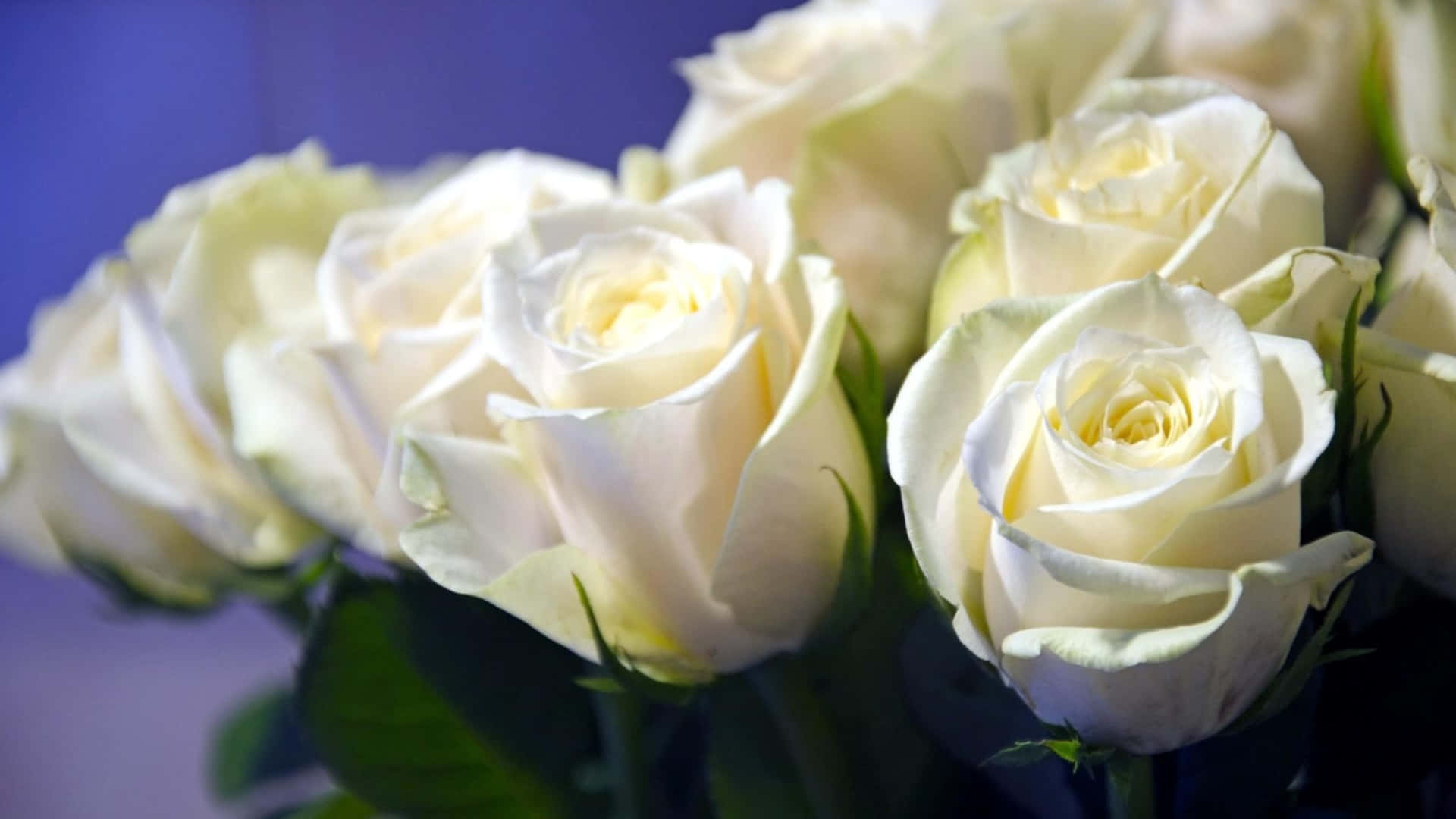 1440p Pure White Roses Background