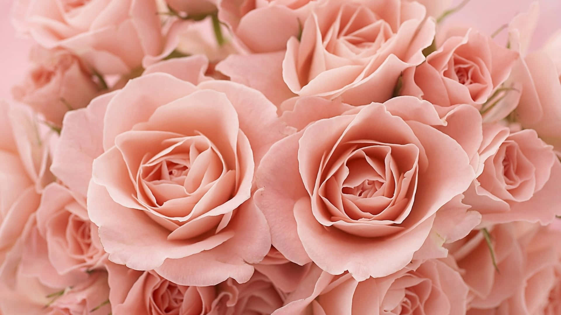 1440p Pale Pink Roses Background