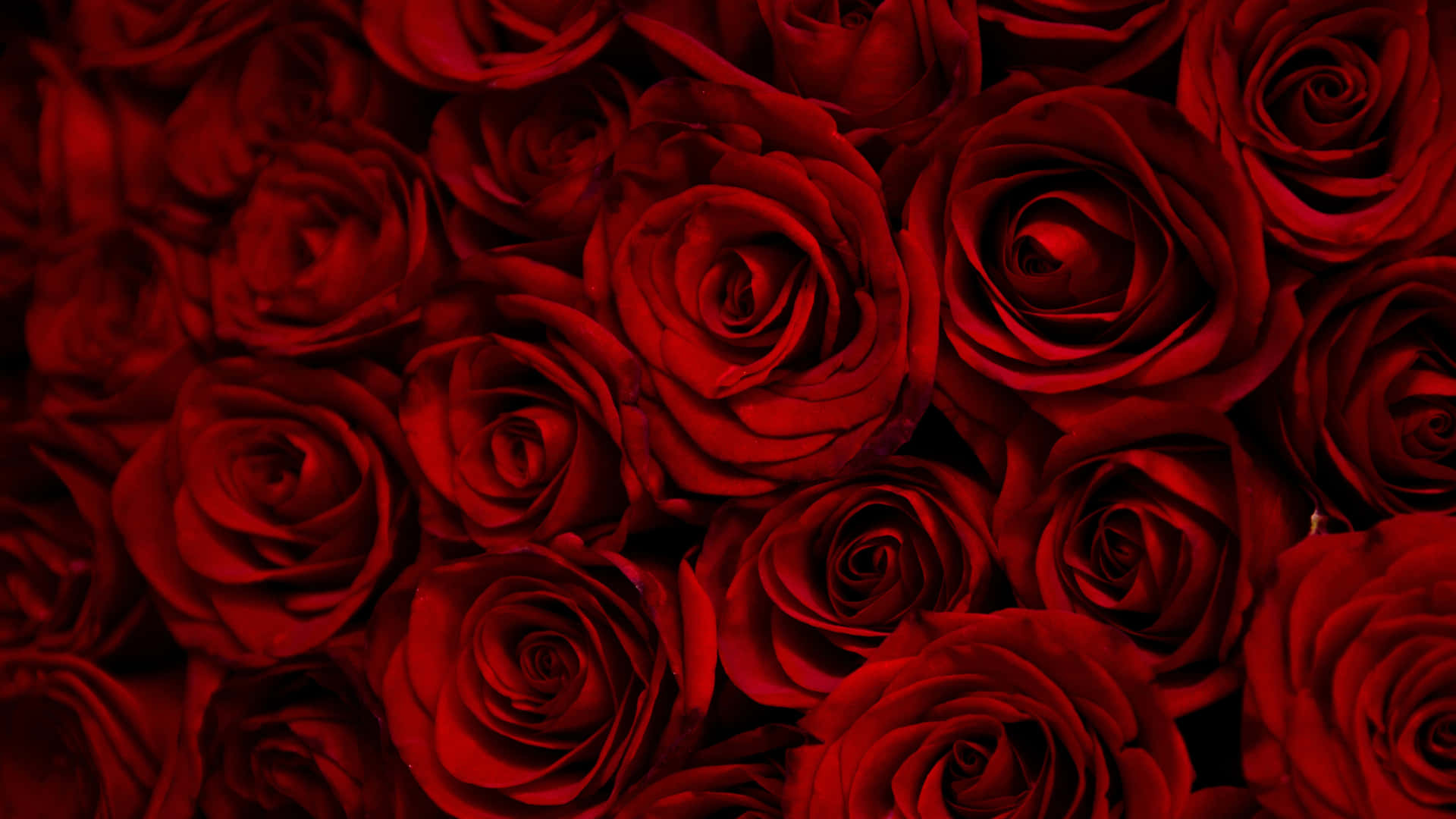 1440p Top View Shot Deep Red Roses Background