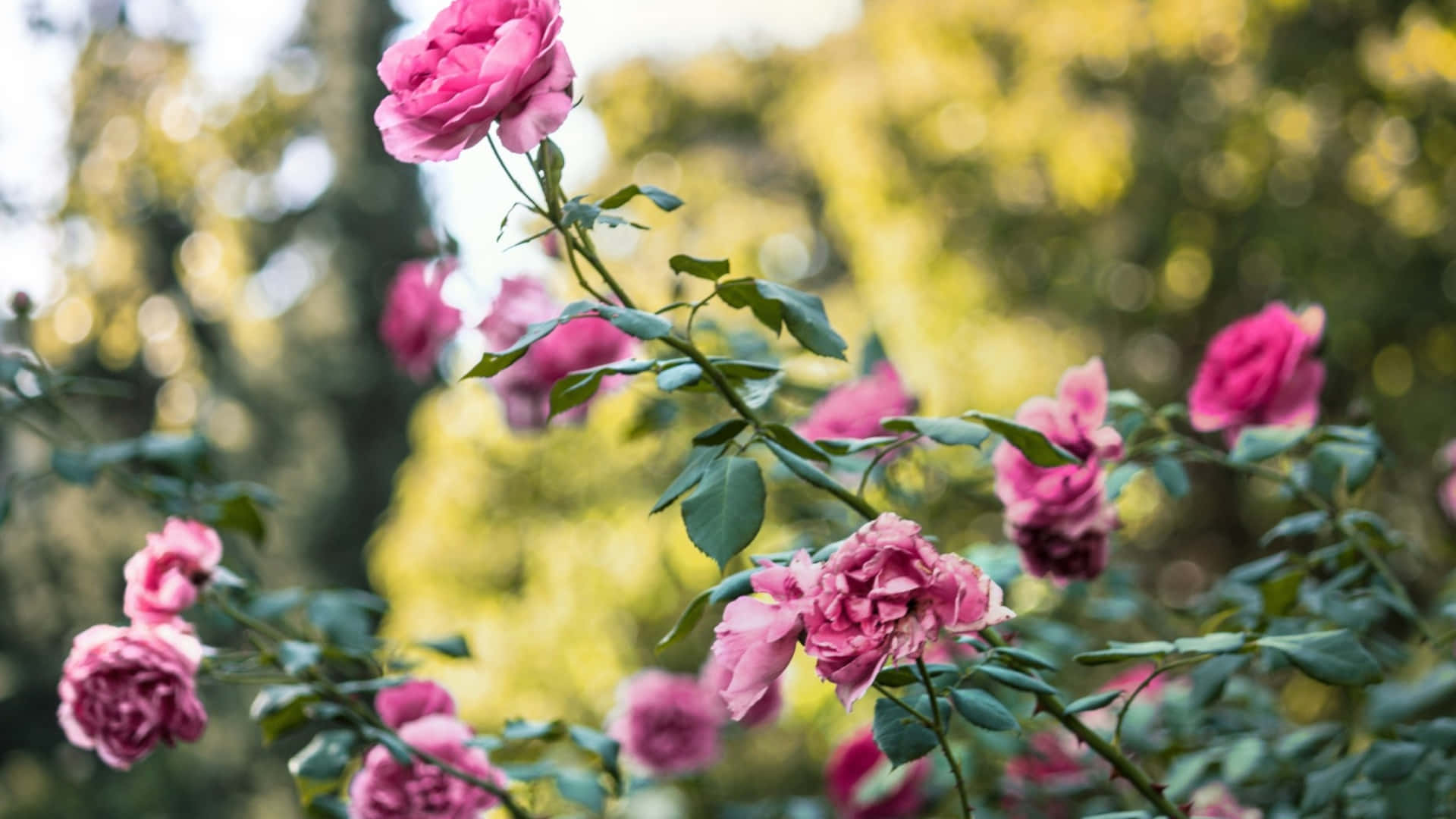1440phintergrund Mit Rosa Blütenblättern Und Rosen