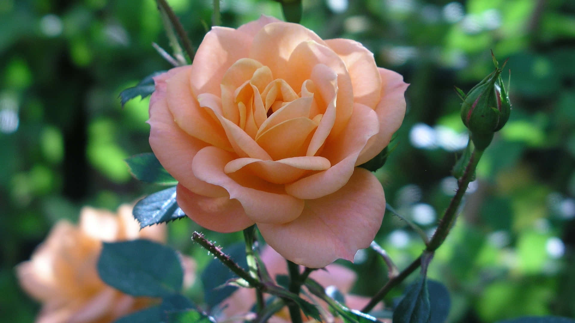 1440p Single Peach Rose Background