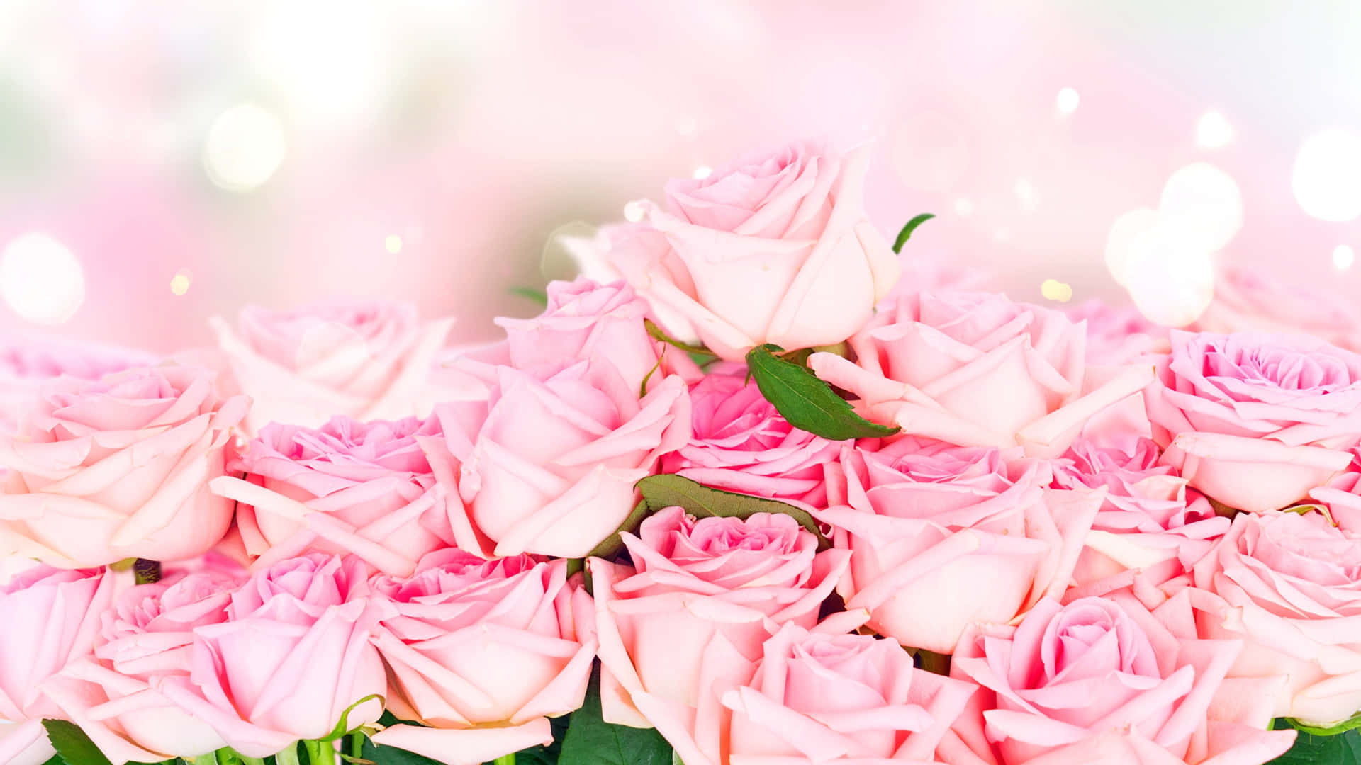 1440p Pink Roses Digital Art Background