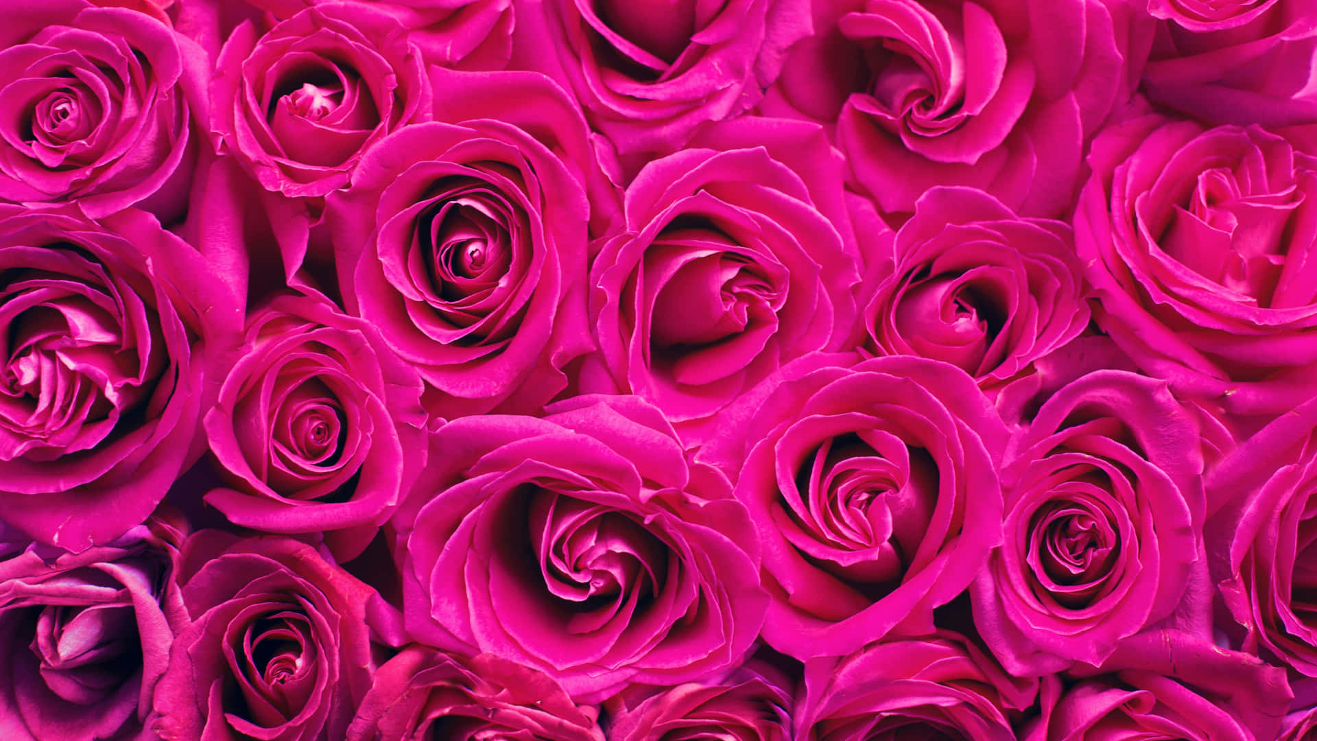 1440p Fuchsia Pink Roses Background