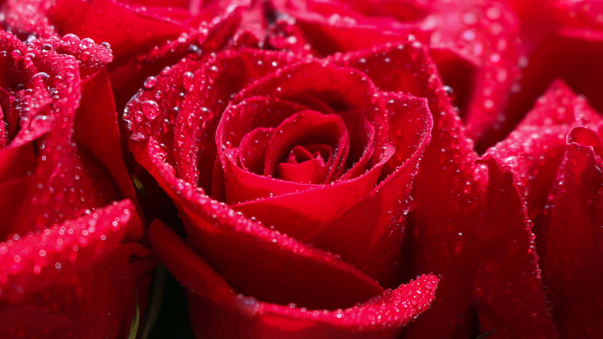 1440p Close Up Shot Rose With Droplets Background