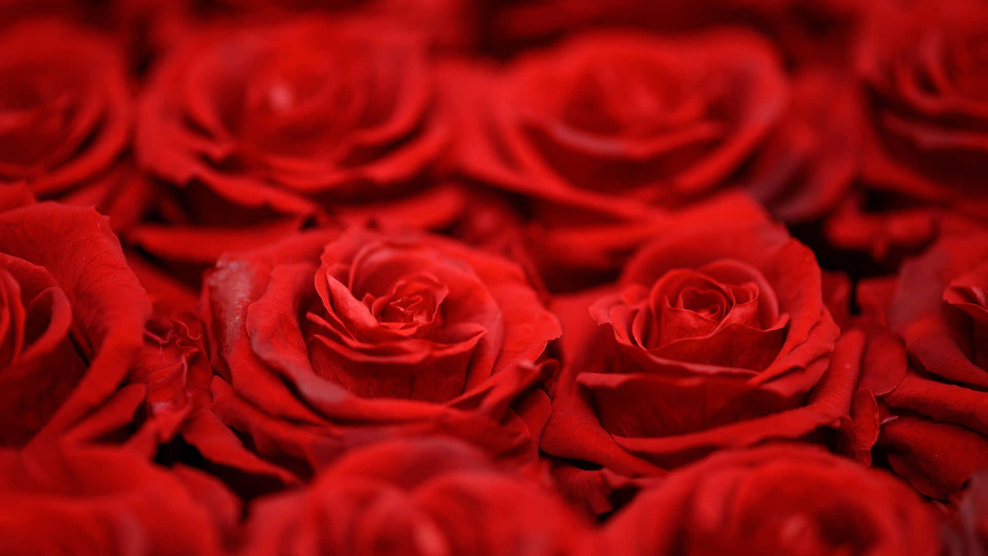 1440phintergrund Mit Leuchtend Roten Rosen