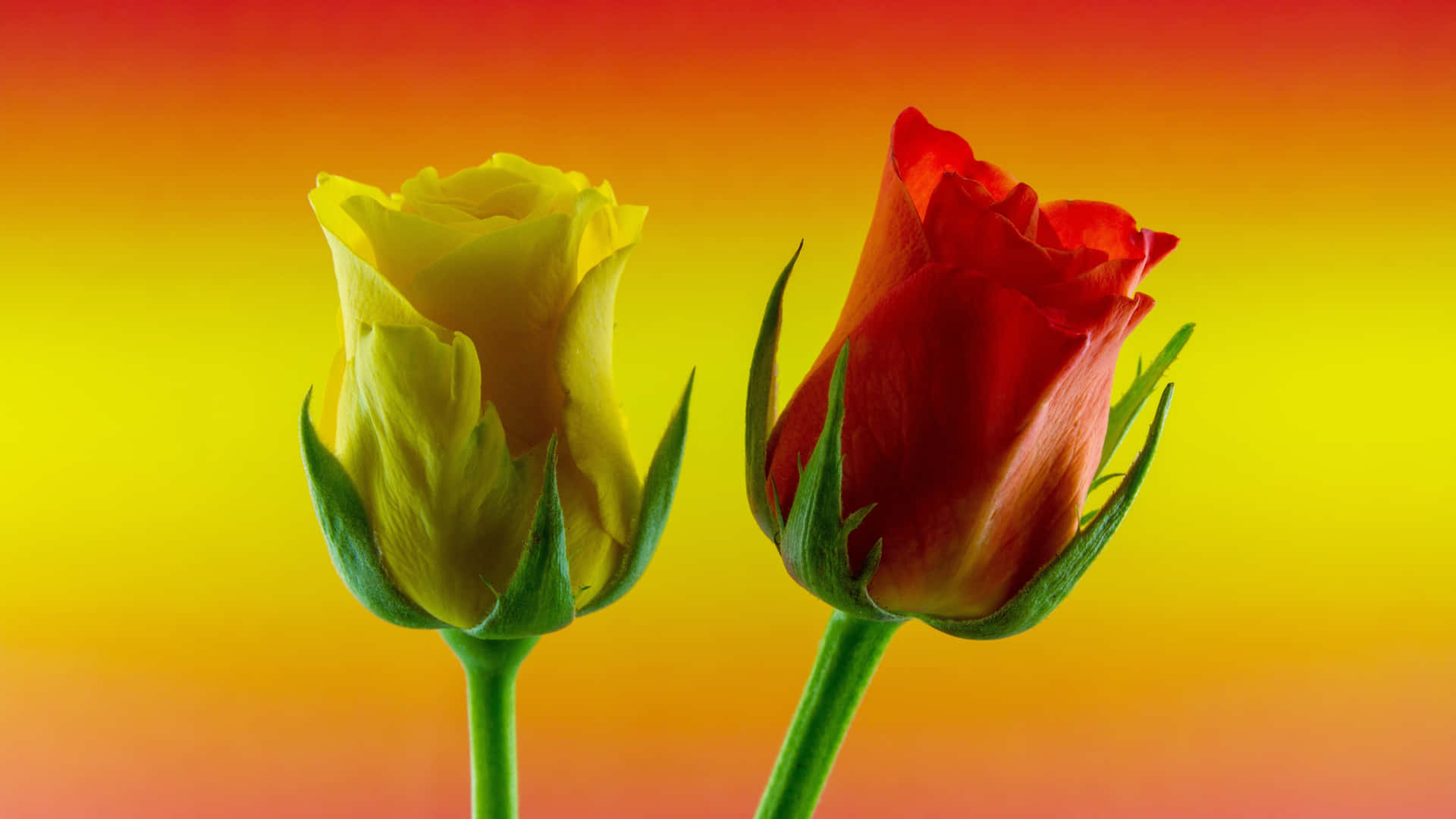 1440p Yellow And Red Roses Background